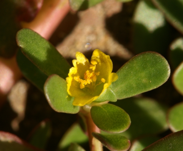 Portulaca oleracea